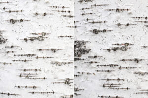 12 Birch Bark Background Texturestextures &amp; Overlays Store within Free Printable Birch Bark Paper