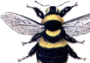 18 Bee Graphics - Gorgeous! - The Graphics Fairy pertaining to Free Printable Bumble Bee Images