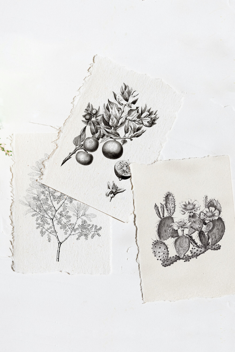 4 Beautiful Free Vintage Botanical Art Printables - Gilded Stork with regard to Free Printable Black And White Botanical Prints