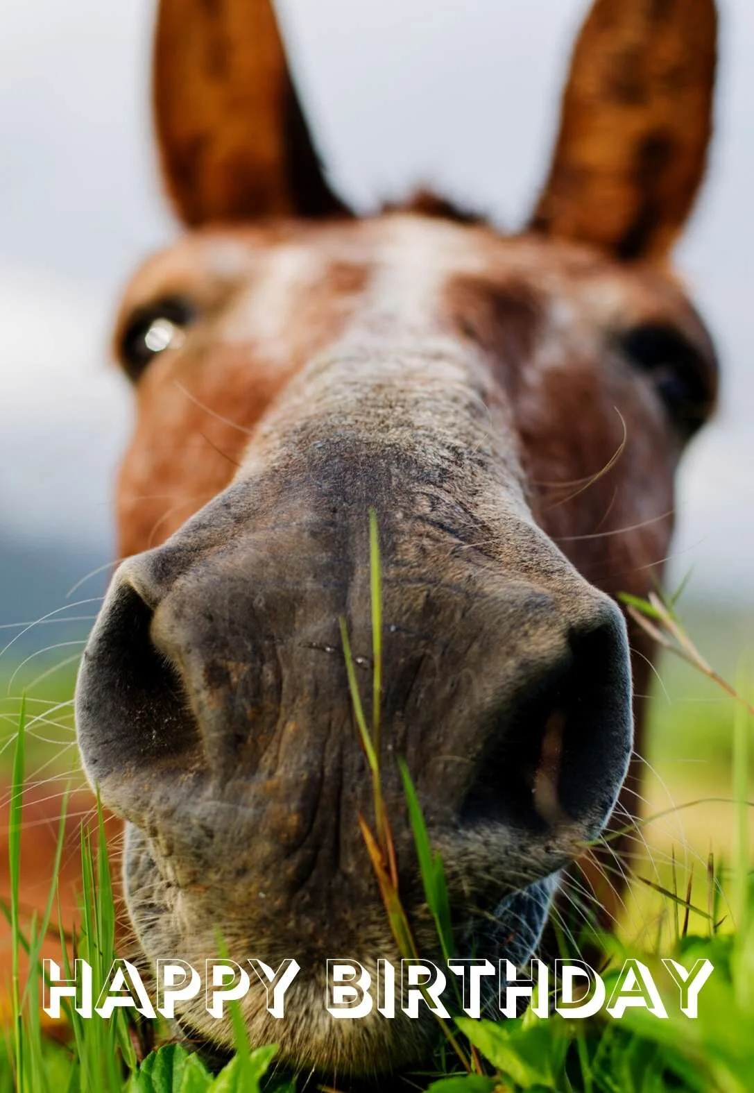 8 Cowboy Printable Birthday Cards (Free) — Printbirthday.cards for FREE Printable Birthday Cards with Horses