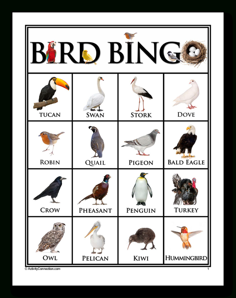 Bird Picture Bingo (Printable) - Activity Connection intended for FREE Printable Bird Bingo Cards
