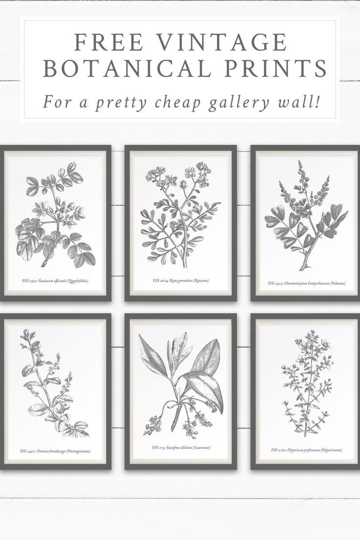 Download This Free Printable Vintage Botanical Wall Art To Create within FREE Printable Botanical Wall Art