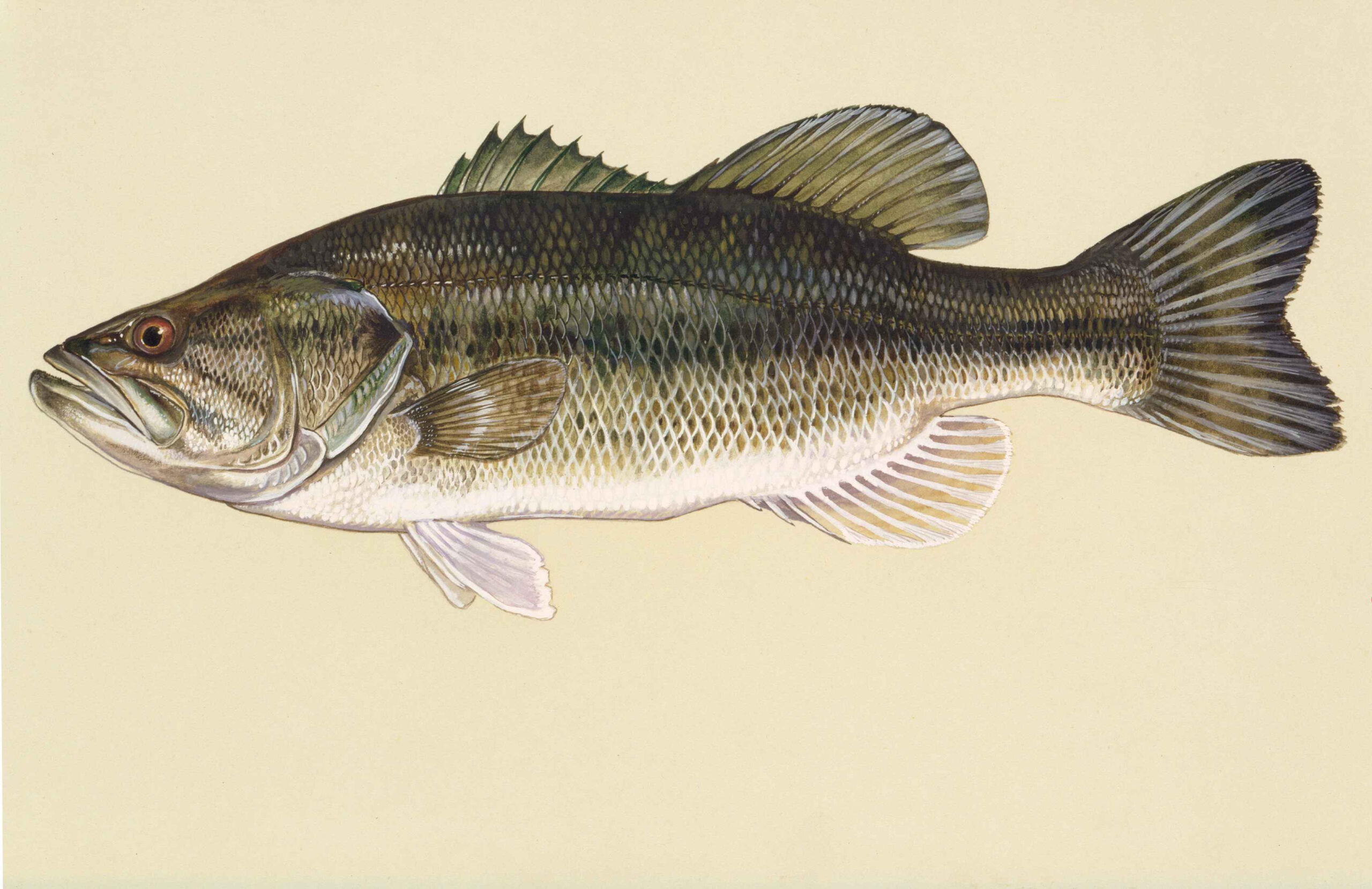 File:largemouth Bass Fish Art Work Micropterus Salmoides throughout Free Printable Bass Fish Pictures