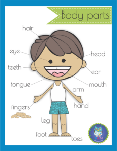 Km Classroom: Free Body Parts Poster with regard to Free Printable Body Parts Poster