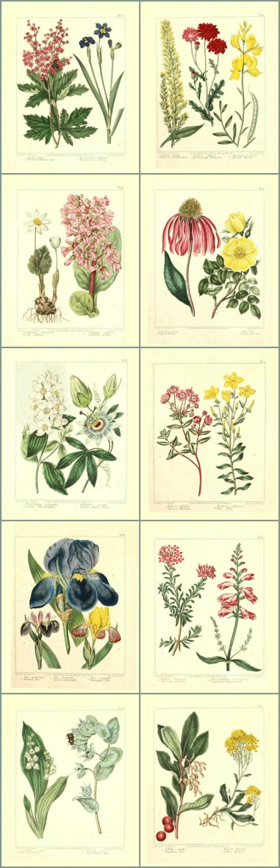 Library Of Free Printable Botanicals - On Sutton Place throughout FREE Printable Botanical Wall Art