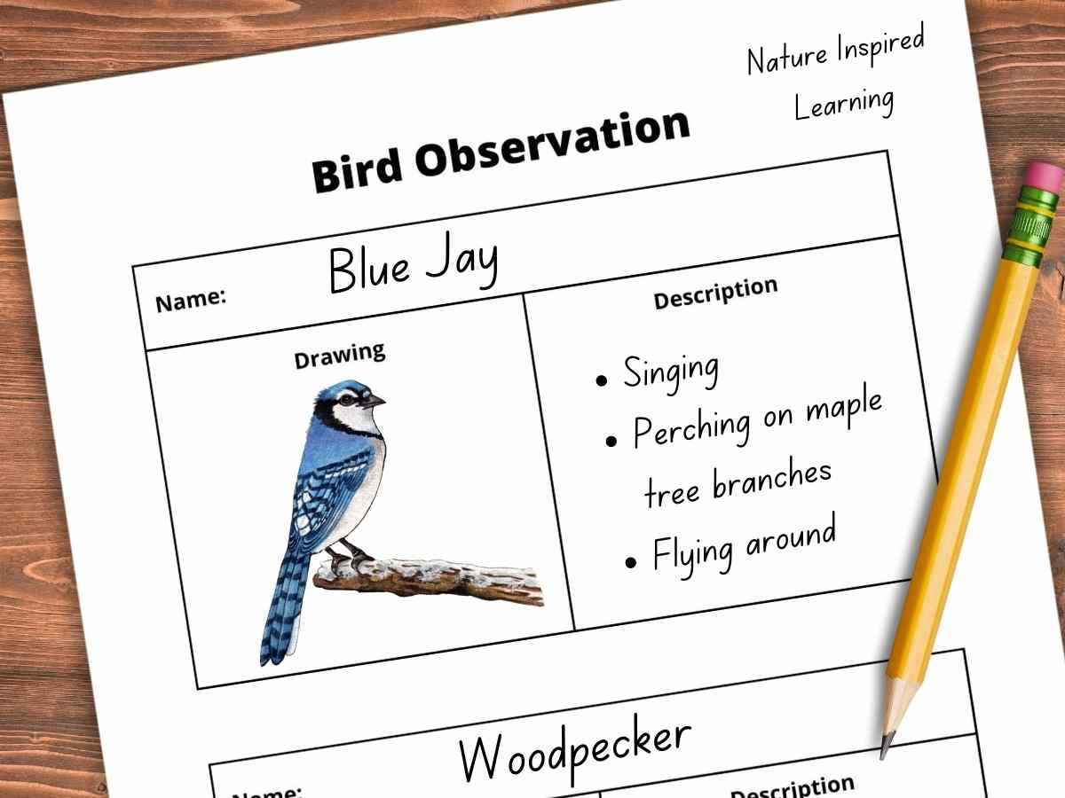 Printable Bird Watching Journal - Nature Inspired Learning pertaining to FREE Printable Bird Watching Journal