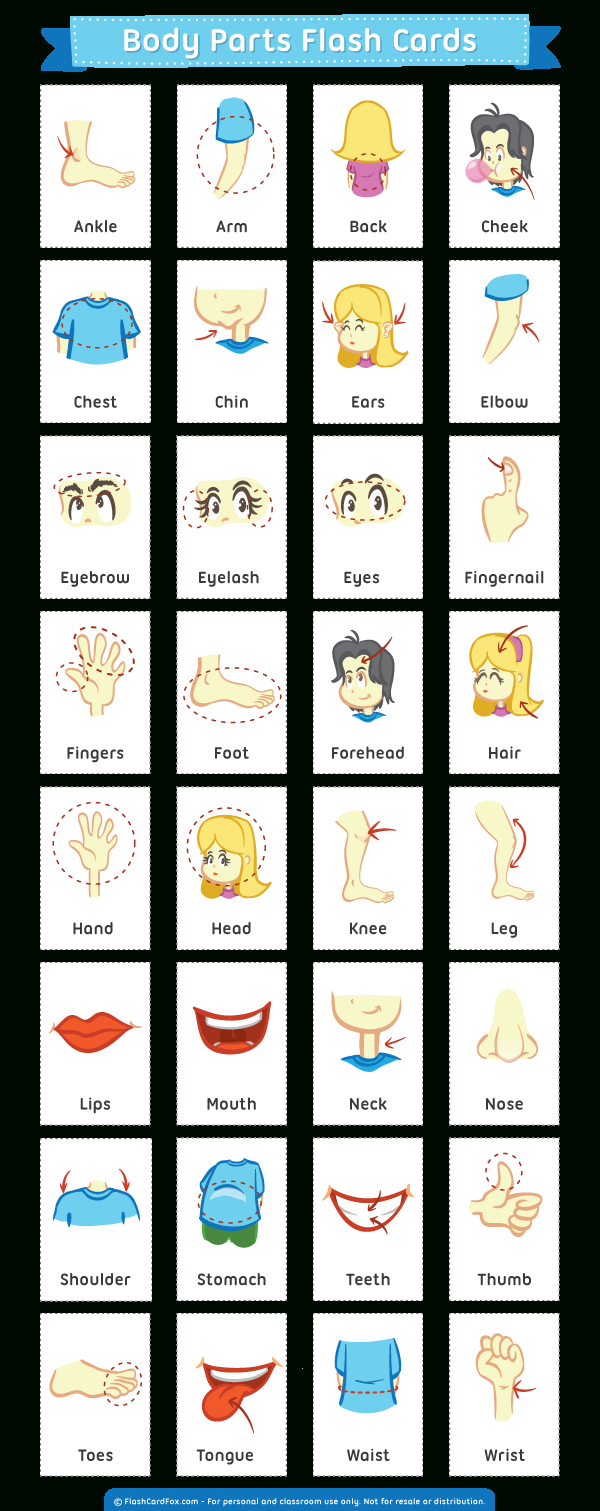 Printable Body Parts Flash Cards throughout Free Printable Body Parts Flashcards