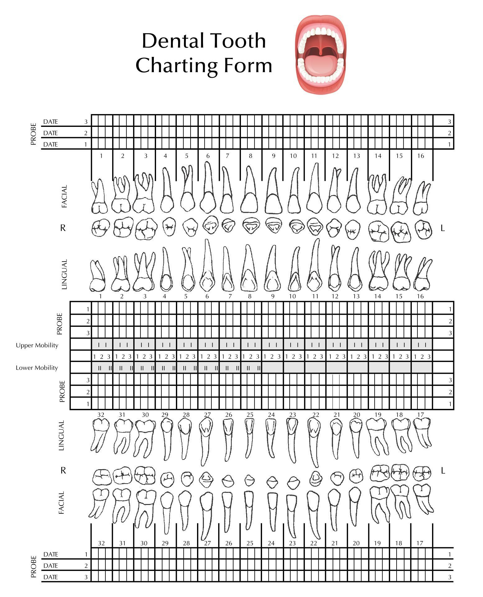 Tooth Chart Full Sheet - 15 Free Pdf Printables | Printablee for FREE Printable Blank Perio Chart